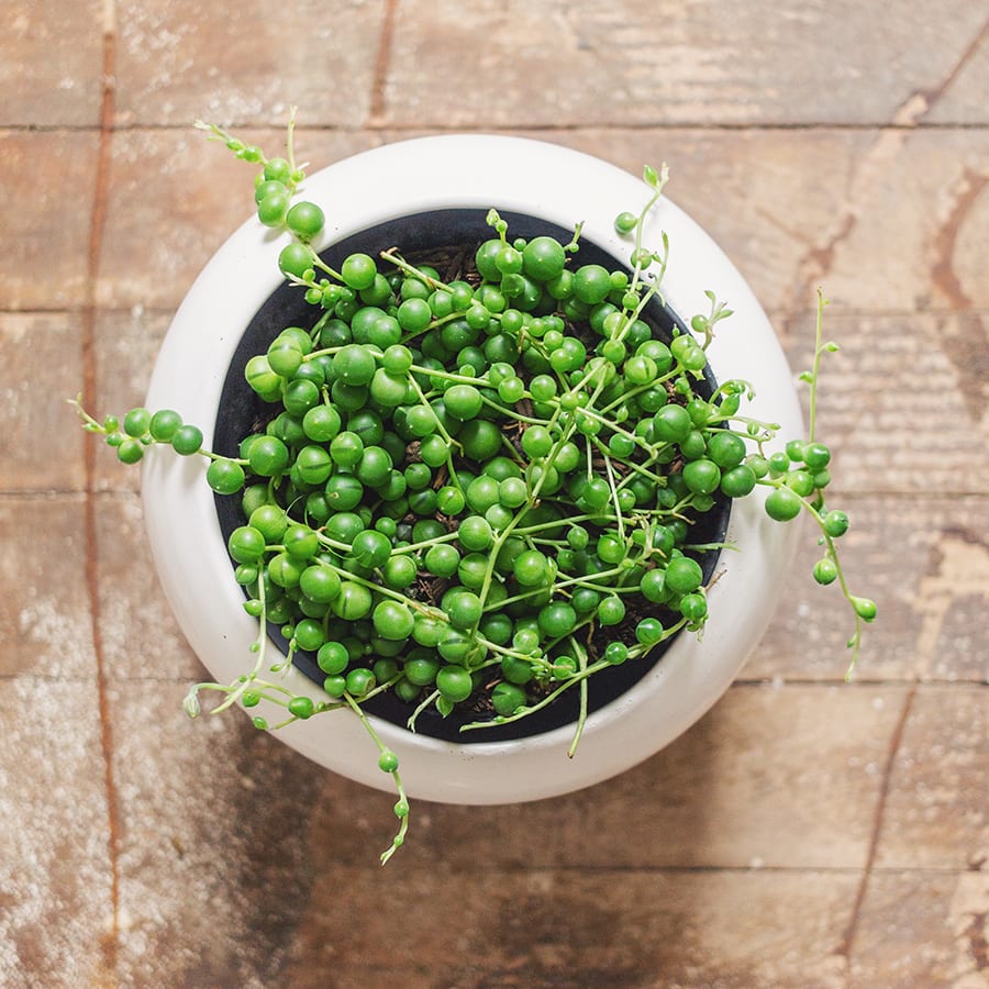 Senecio rowleyanus - Imagen 2